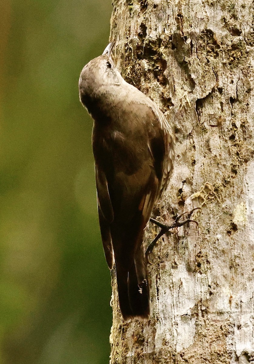 White-throated Treecreeper - ML514036631