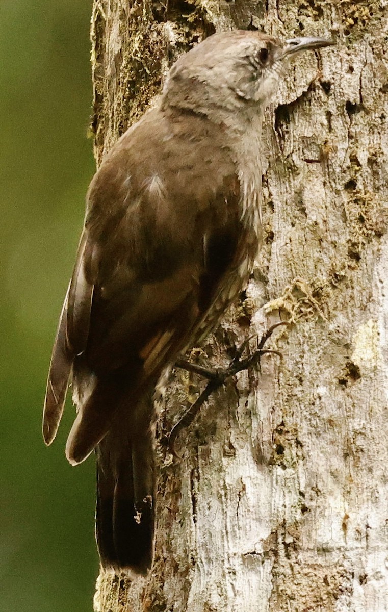 White-throated Treecreeper - ML514036651