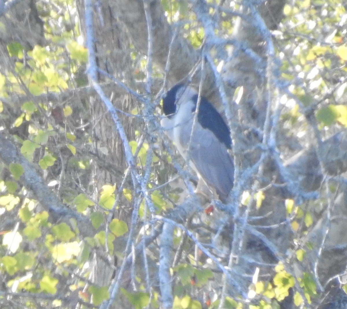 Black-crowned Night Heron - ML514037511