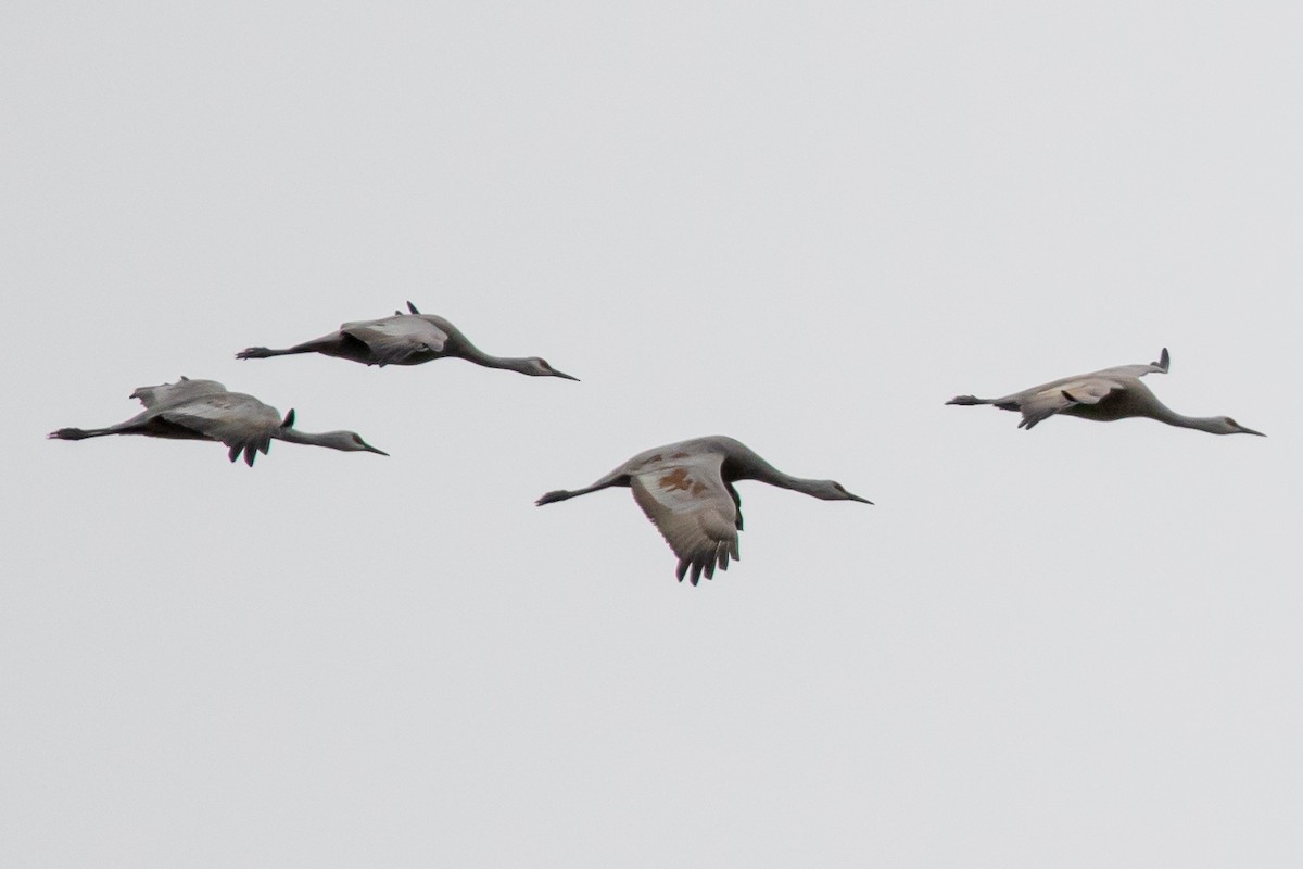 jeřáb kanadský - ML514037821