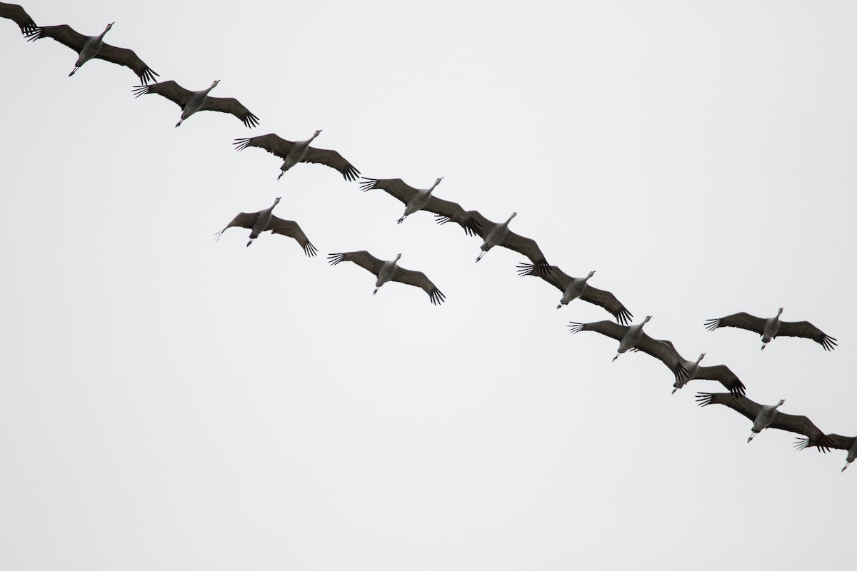 jeřáb kanadský - ML514037831