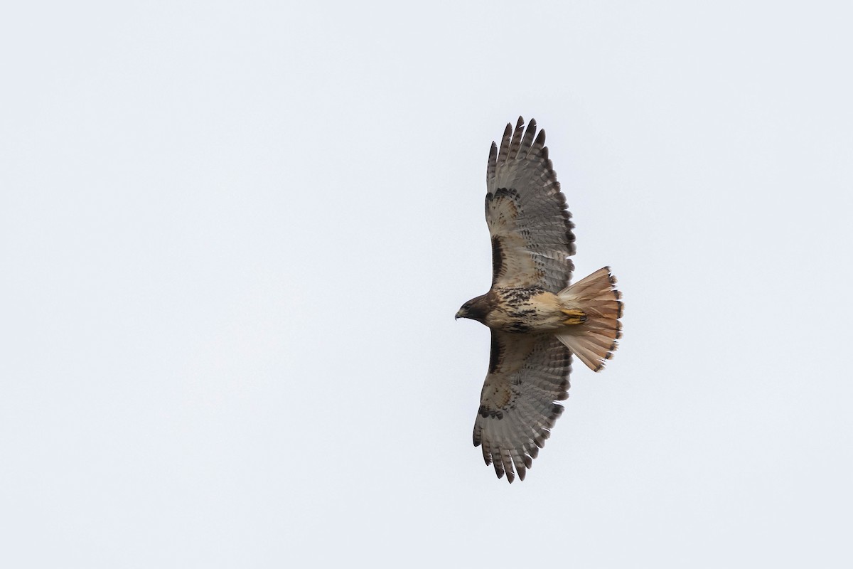 Red-tailed Hawk (abieticola) - ML514038441