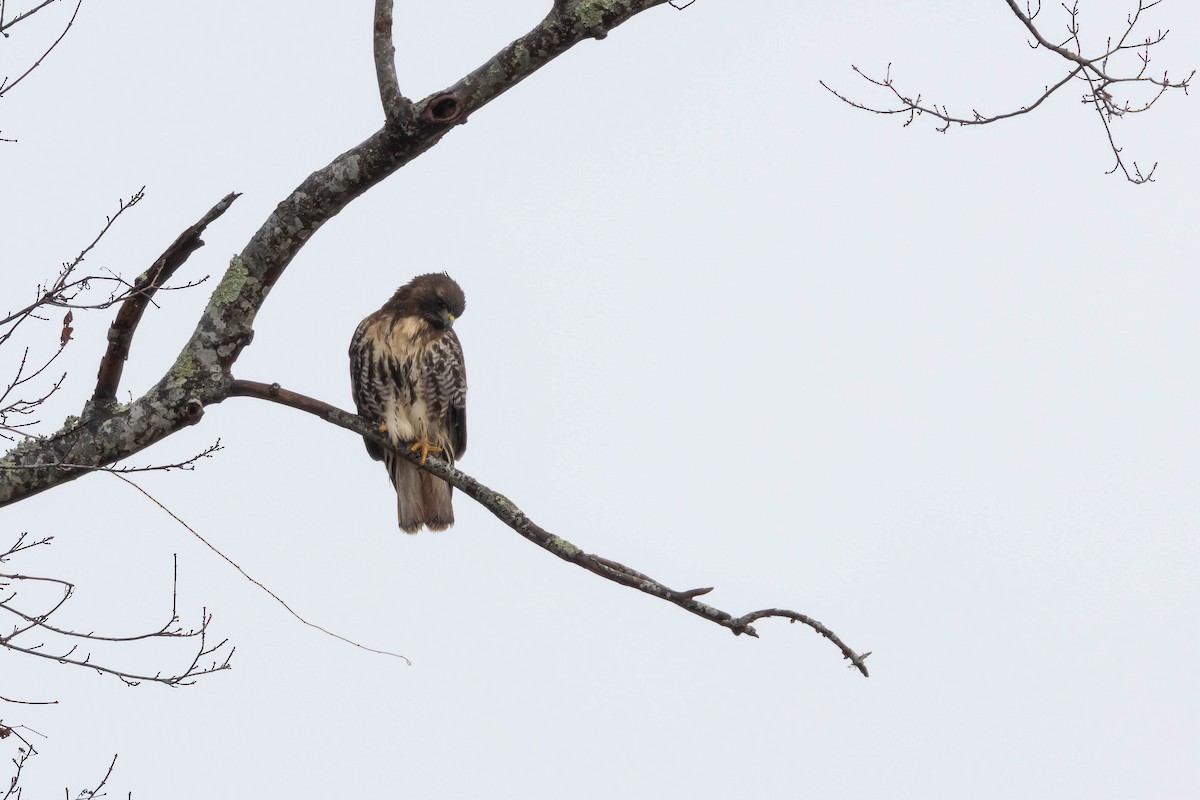 Red-tailed Hawk (abieticola) - ML514038451