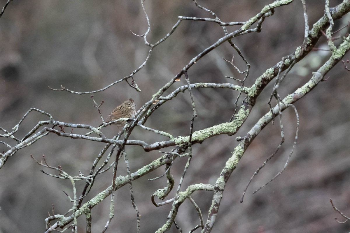 Lincoln's Sparrow - ML514038601