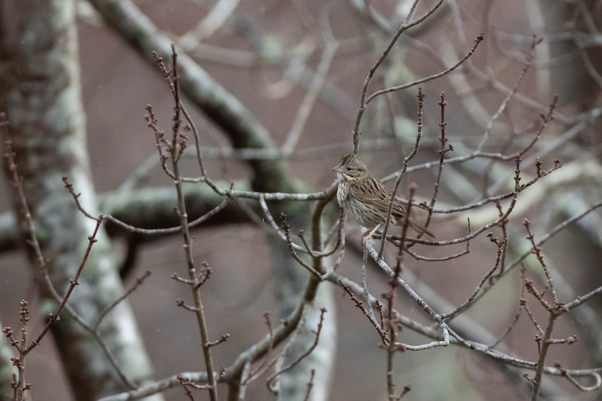 Lincoln's Sparrow - ML514038611