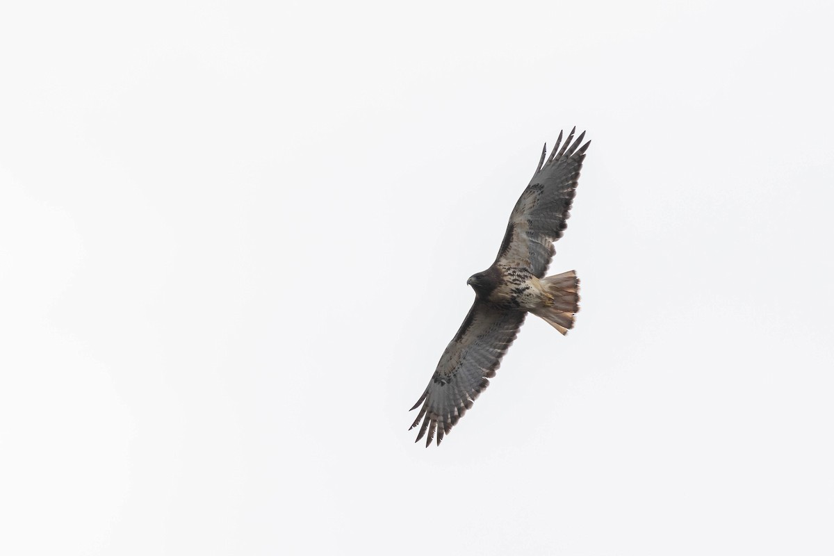 Red-tailed Hawk (abieticola) - ML514038621