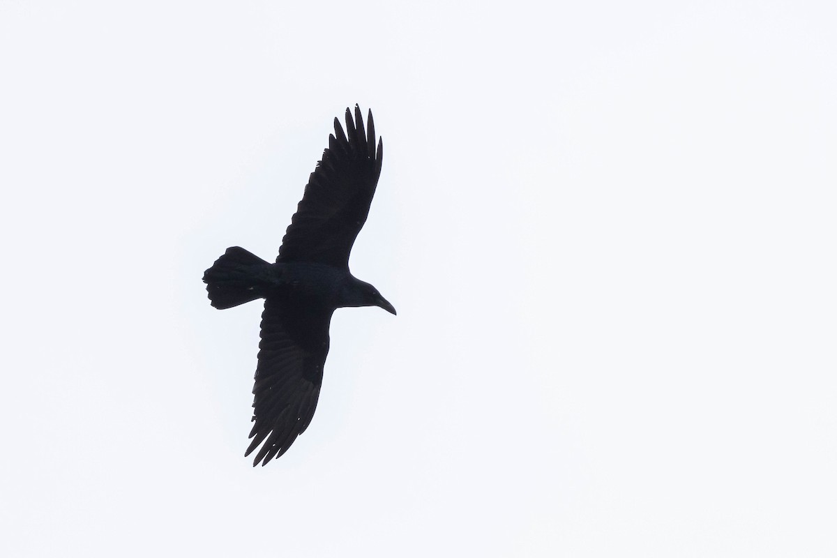 Common Raven - ML514038711