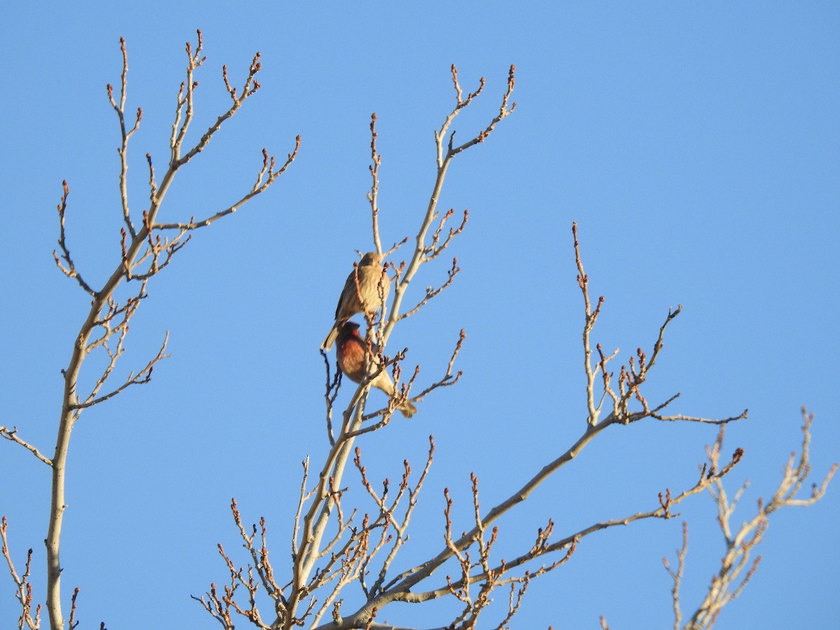 House Finch - ML514038771