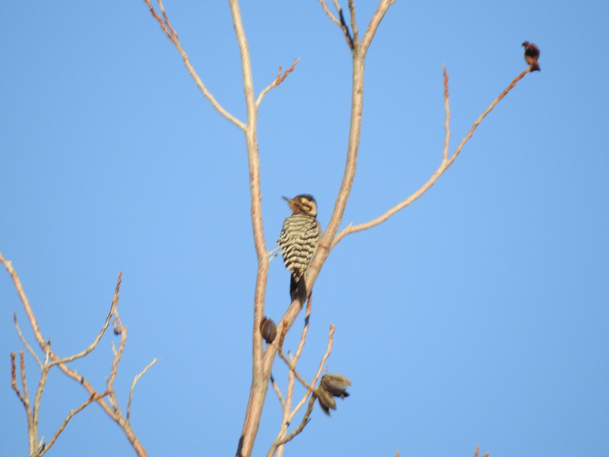 Ladder-backed Woodpecker - ML514038881