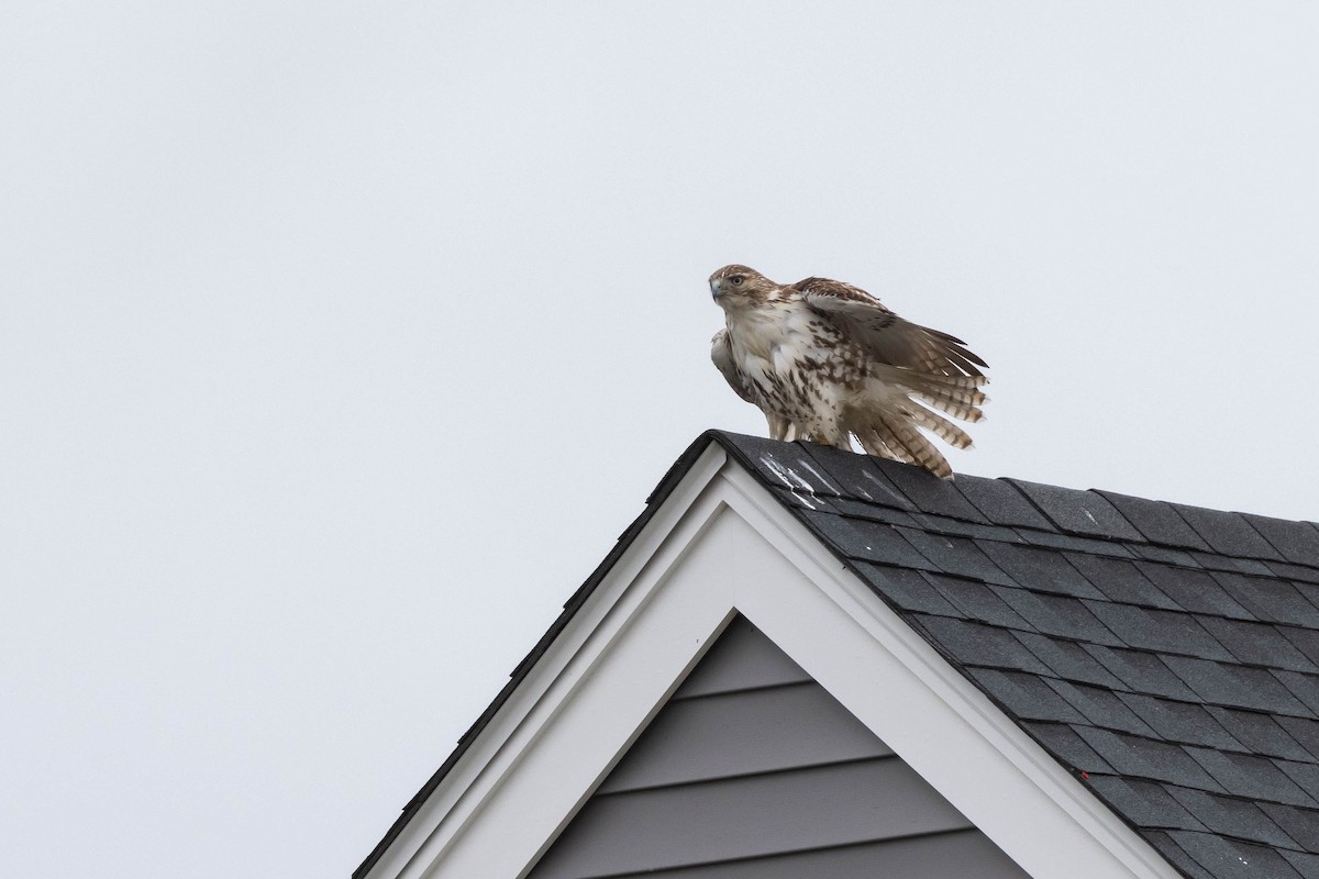 Rotschwanzbussard - ML514039051