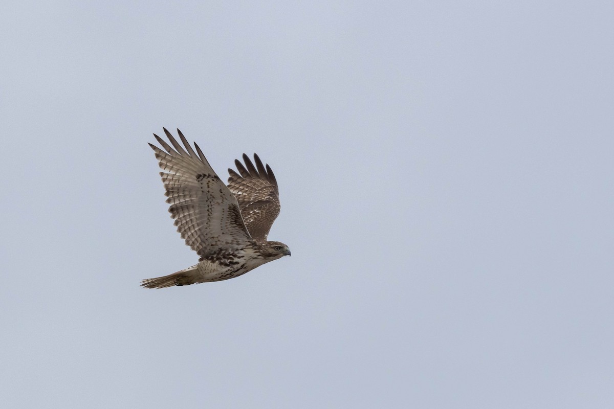 Red-tailed Hawk - Alex Lamoreaux