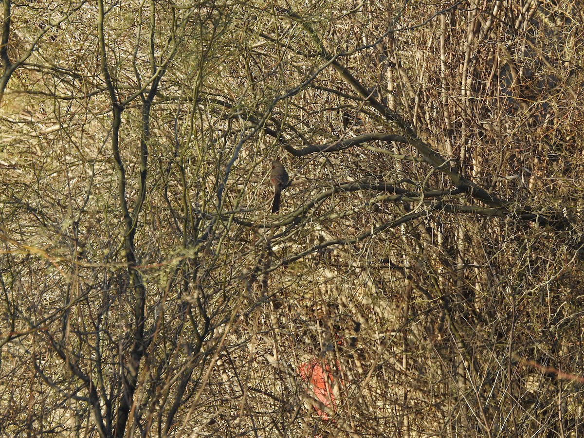 Pyrrhuloxia - ML514039271