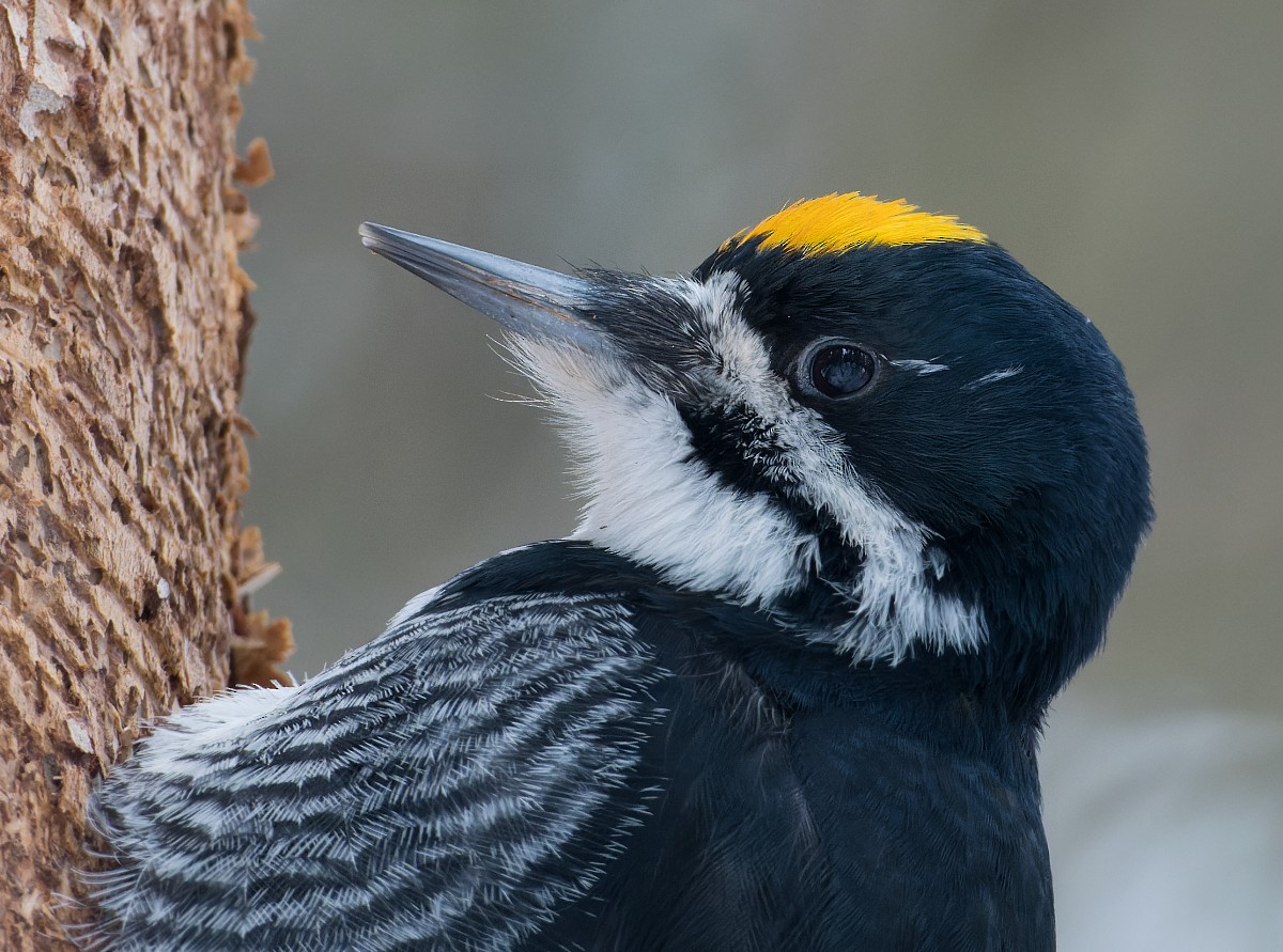 Black-backed Woodpecker - ML514039891