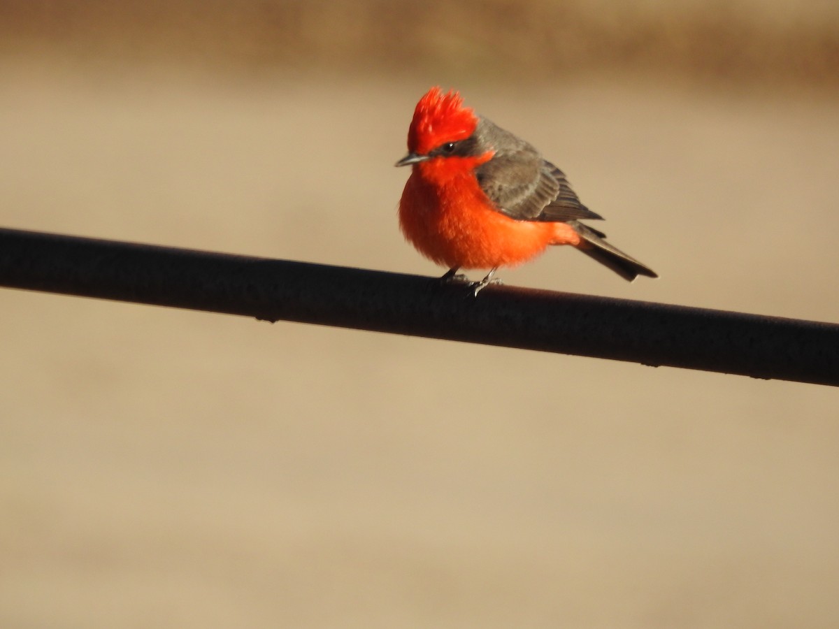 Vermilion Flycatcher - Rachel Stringham