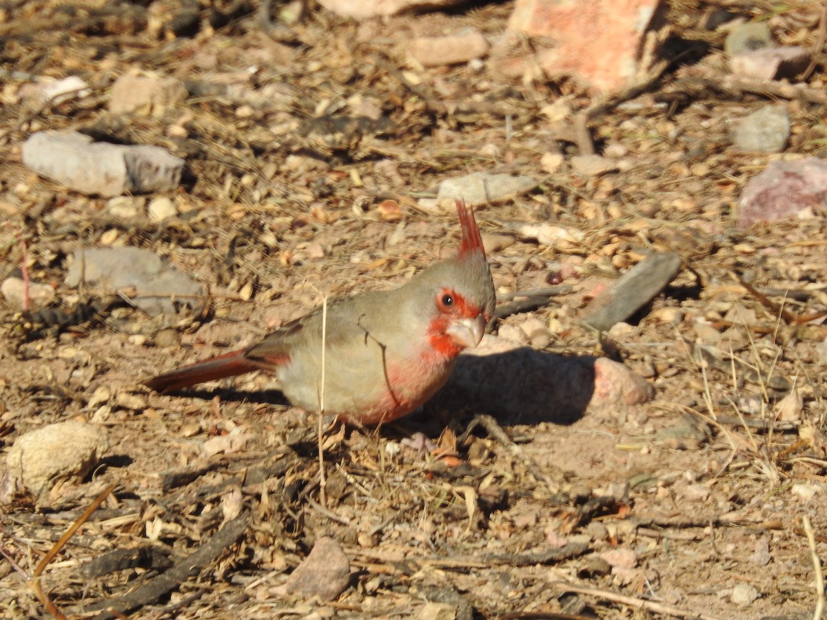 Pyrrhuloxia - ML514040211