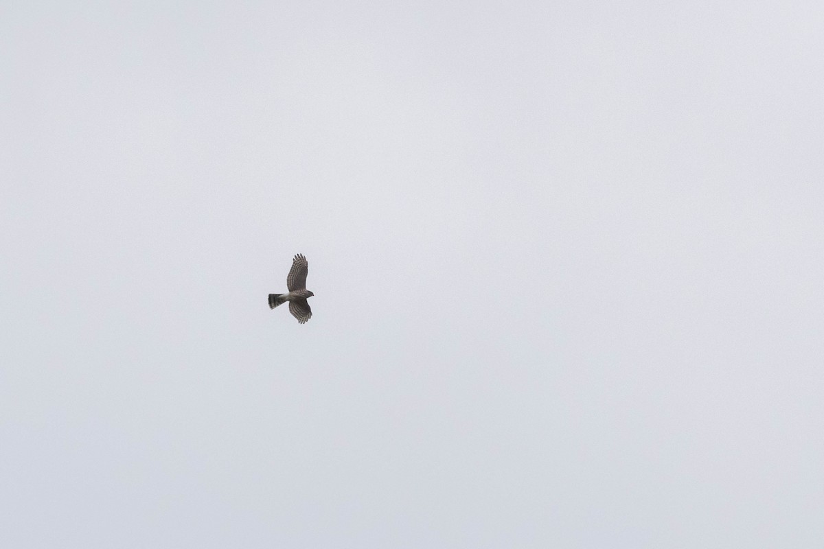 Sharp-shinned Hawk - ML514040311