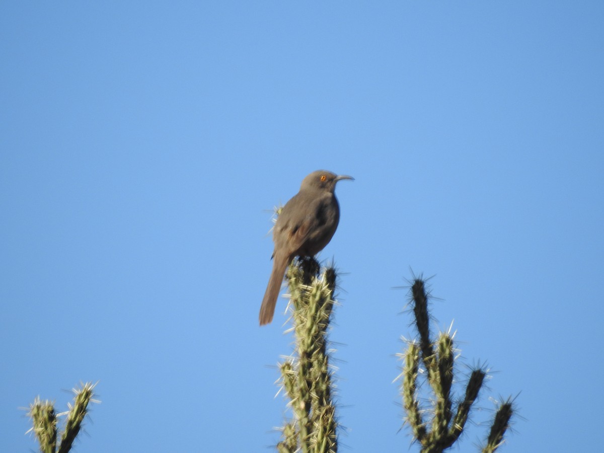 Curve-billed Thrasher - Rachel Stringham