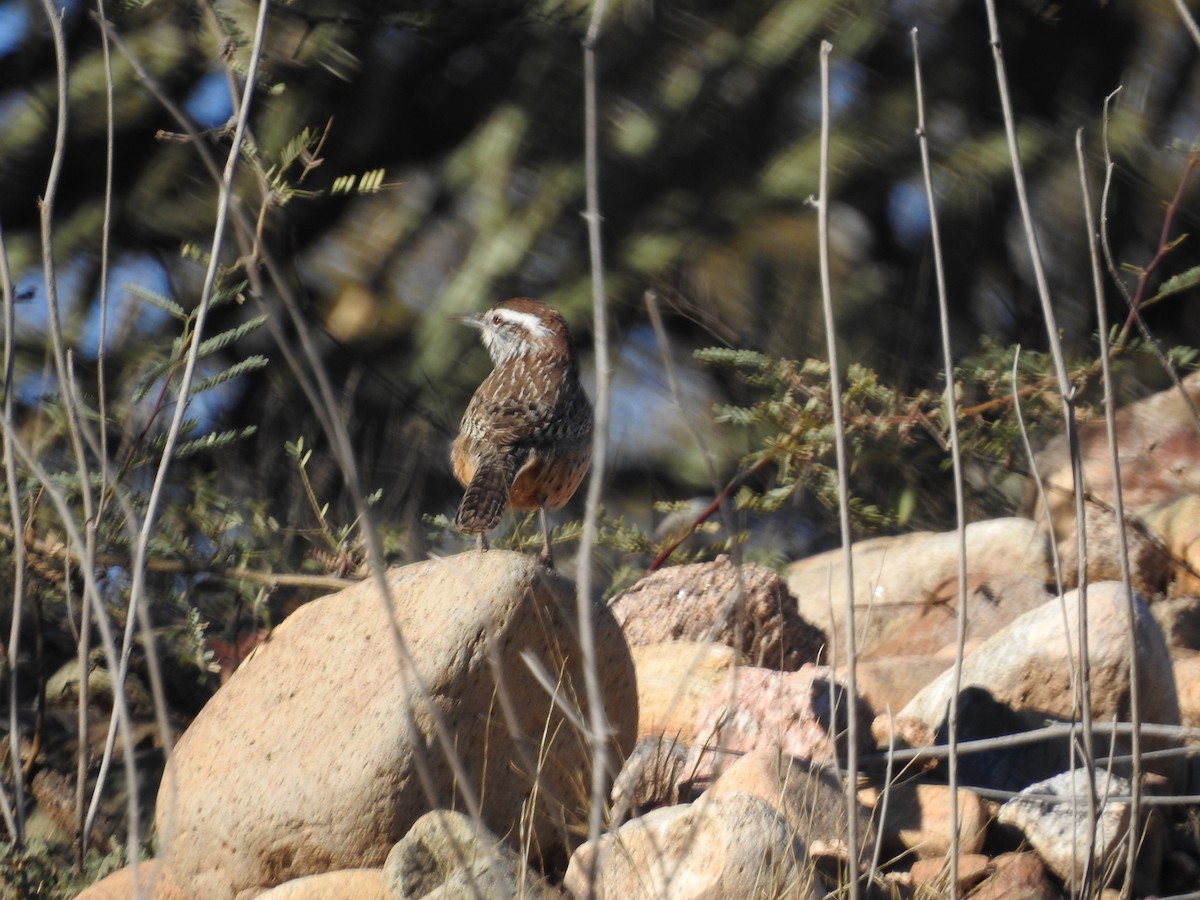 Cactus Wren - ML514040781