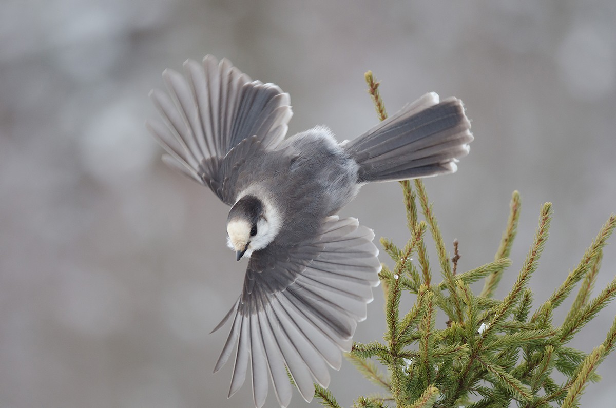 Canada Jay - ML51404111