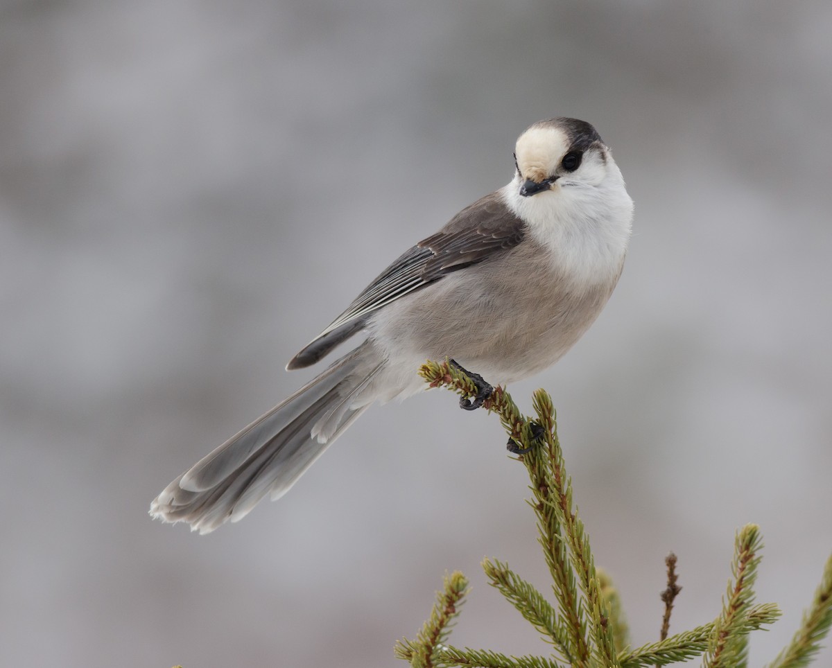 Canada Jay - Alix d'Entremont