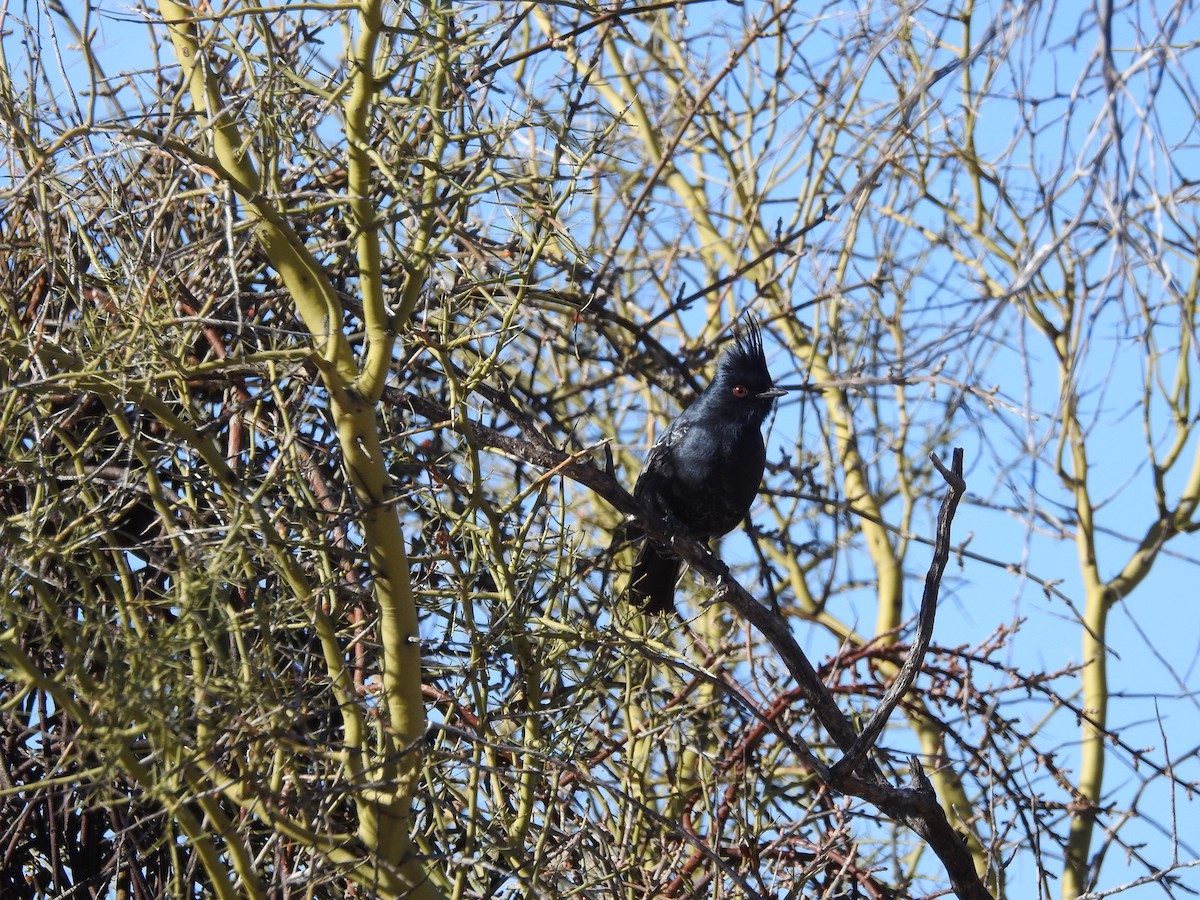 palmovník tmavý - ML514041221