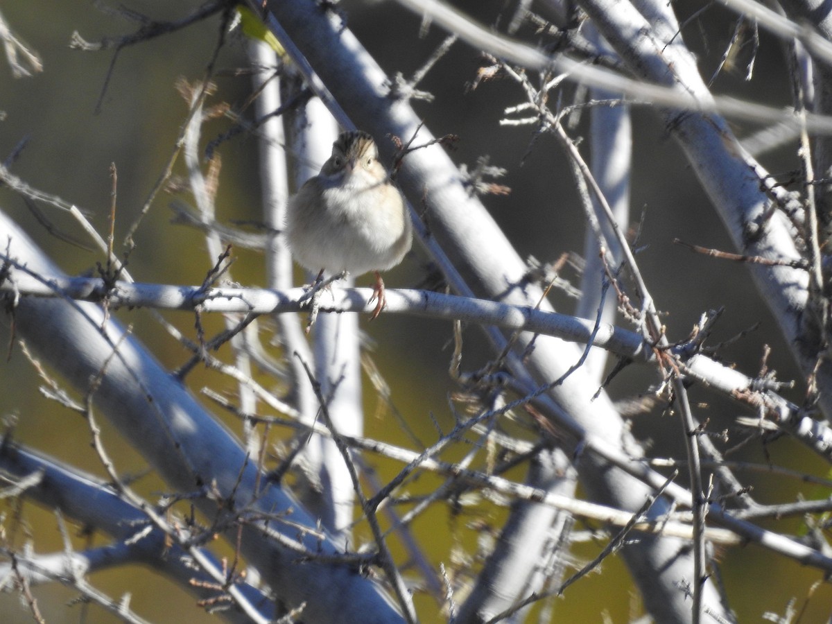 Brewer's Sparrow - ML514041551