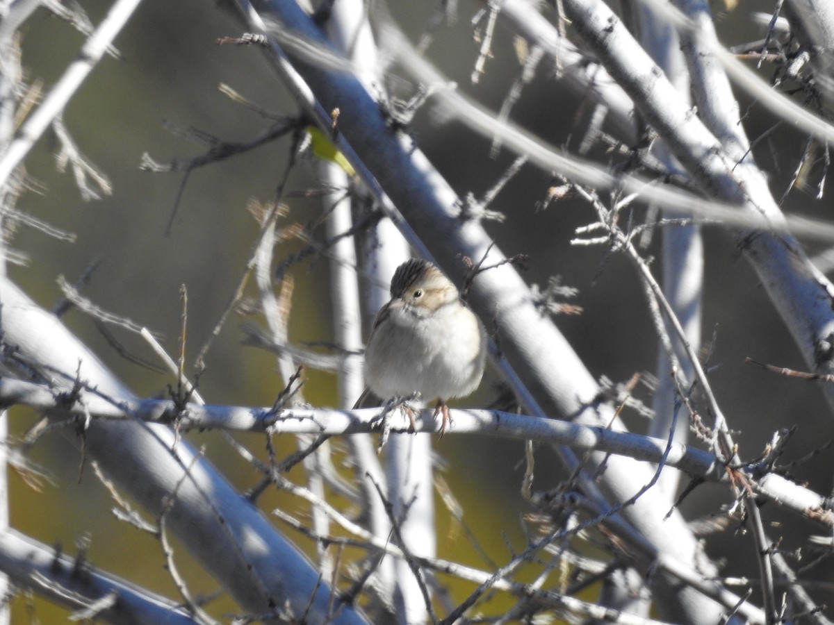 Brewer's Sparrow - Rachel Stringham