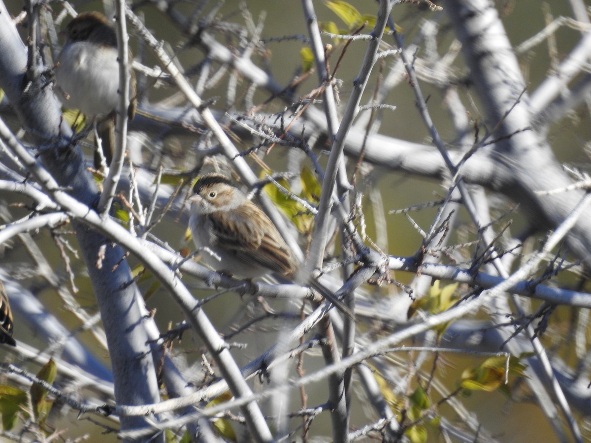 Brewer's Sparrow - ML514041621