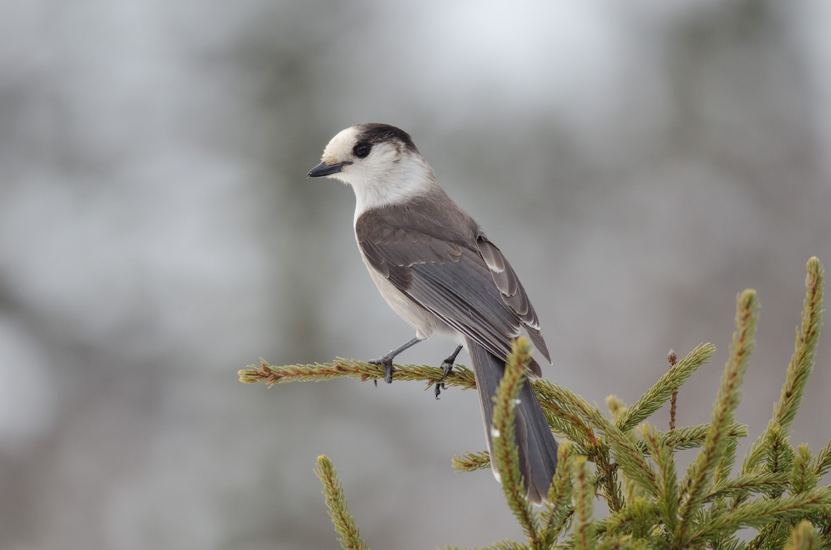 Canada Jay - Alix d'Entremont