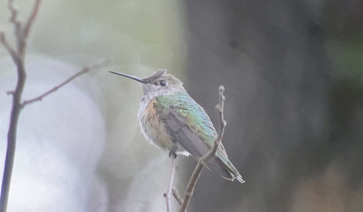 Broad-tailed Hummingbird - ML514041871
