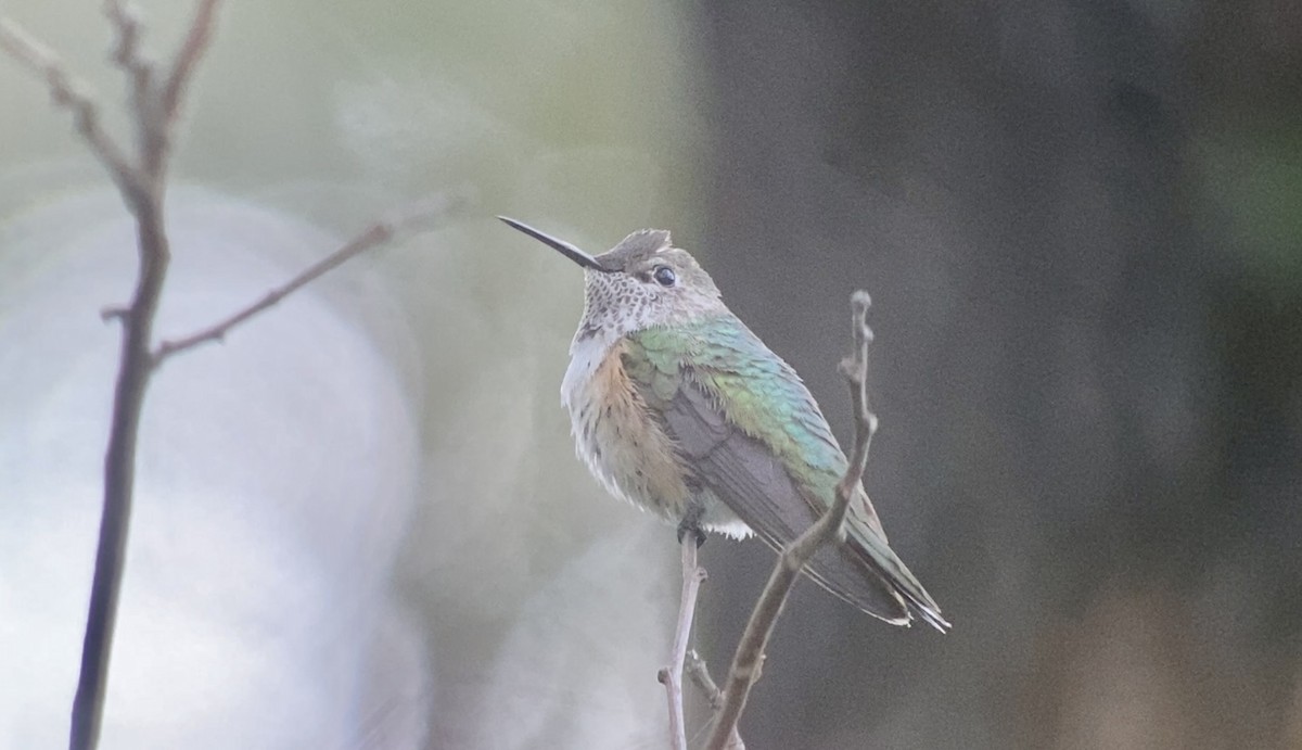 Broad-tailed Hummingbird - ML514041881
