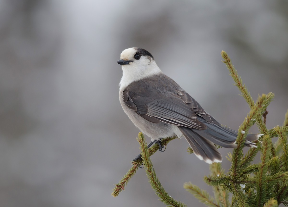 Canada Jay - Alix d'Entremont