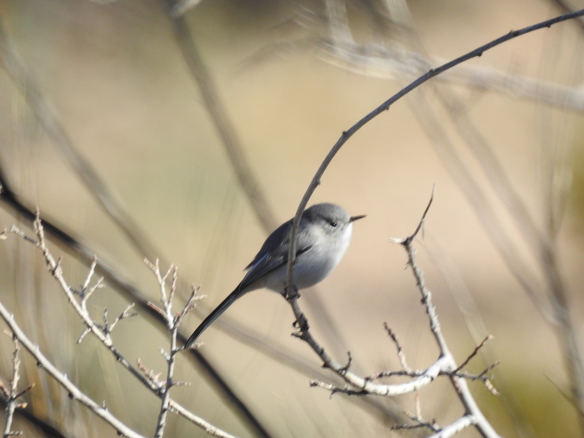 Blue-gray Gnatcatcher - ML514041961