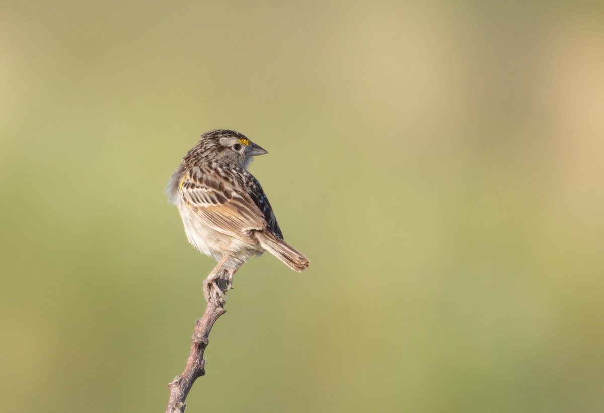 Grassland Sparrow - ML514042171