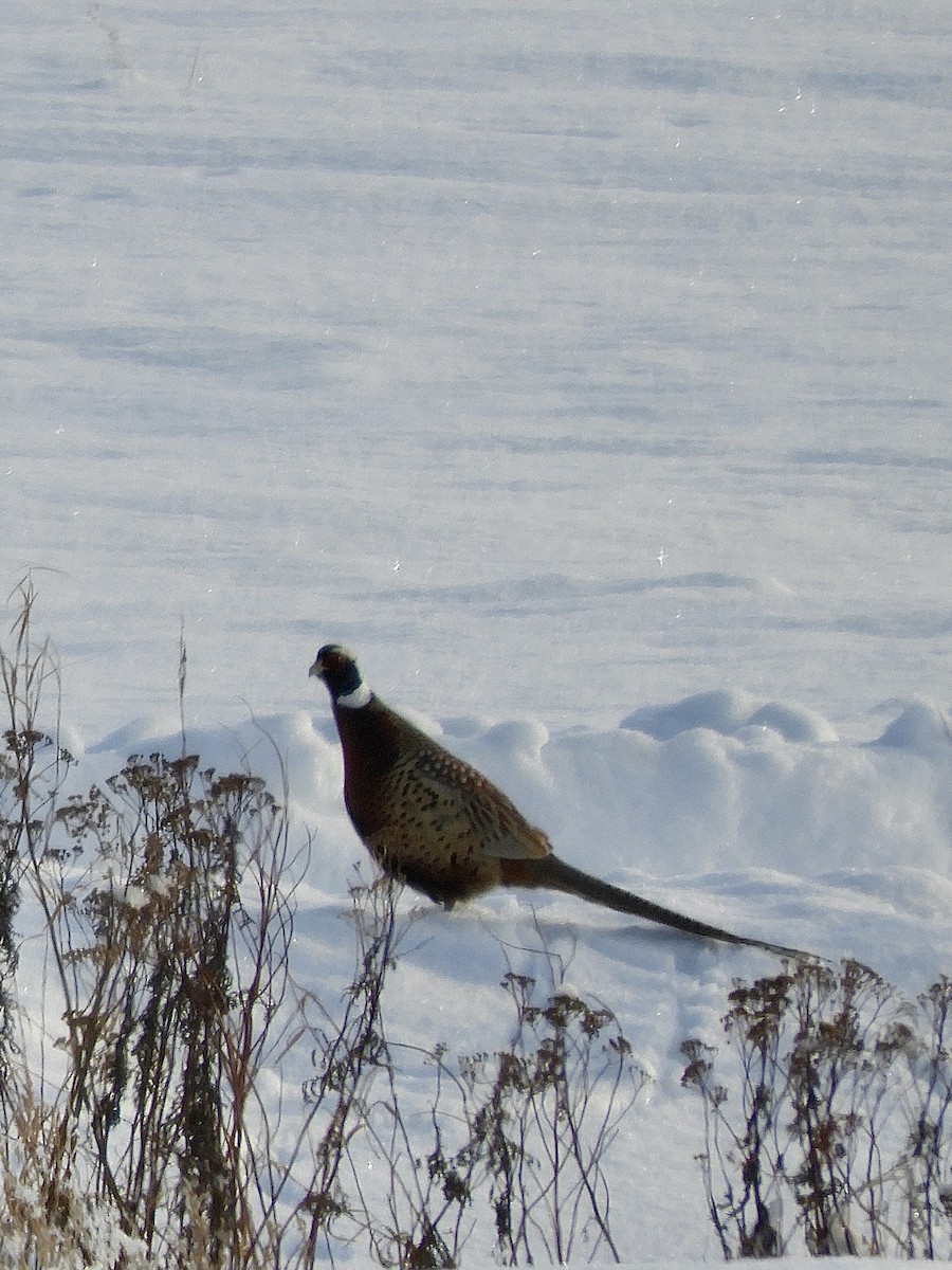 Ring-necked Pheasant - ML514042581