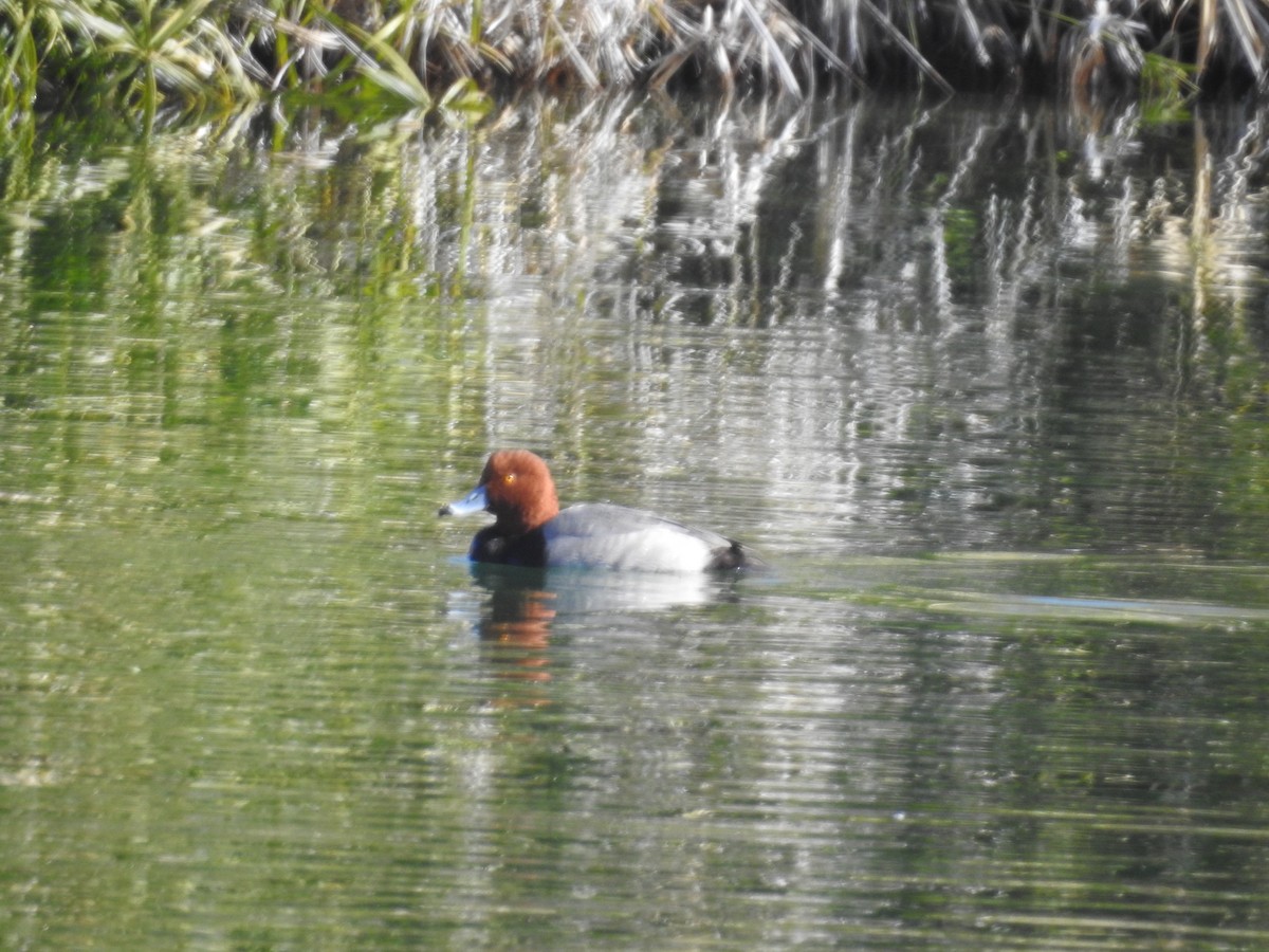 Redhead - ML514042761