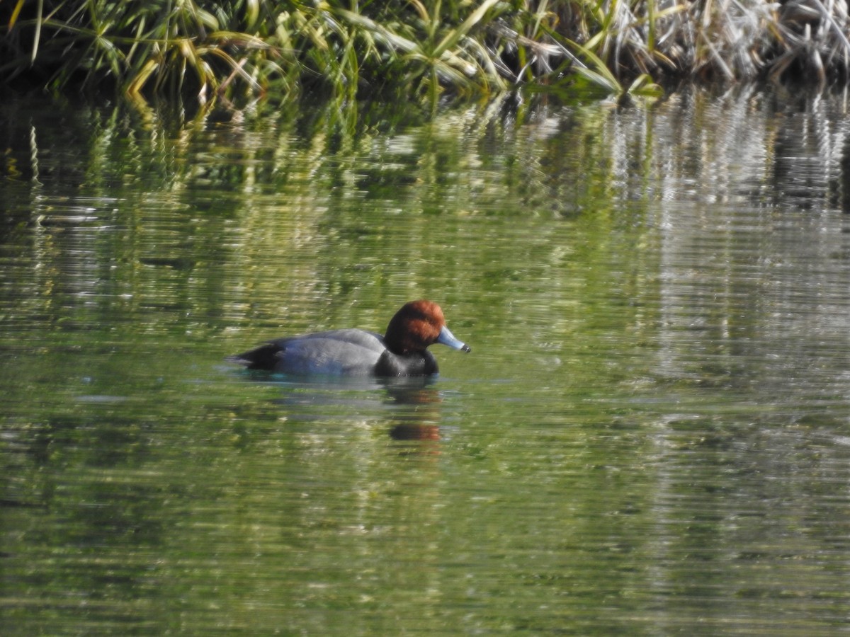 Redhead - ML514042871