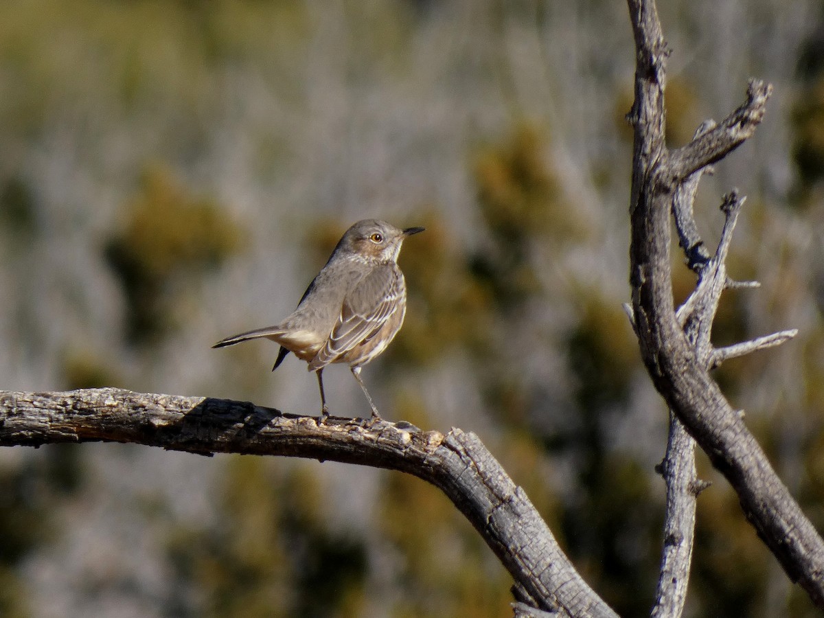 Sage Thrasher - ML514043551