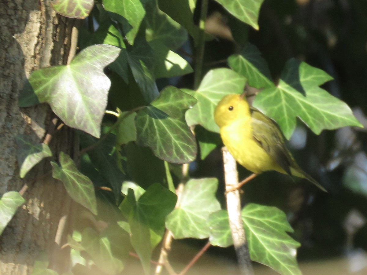 Wilson's Warbler - ML514046131