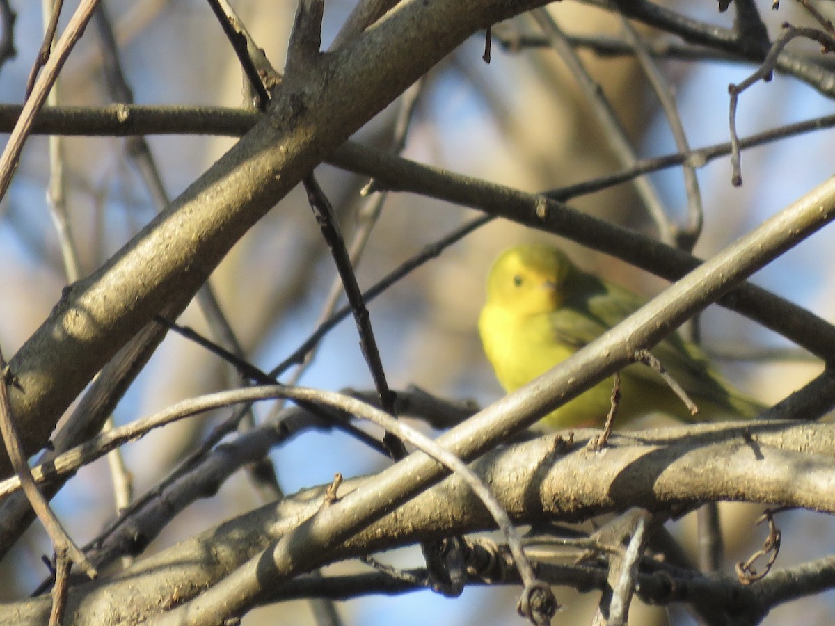 Wilson's Warbler - ML514046141