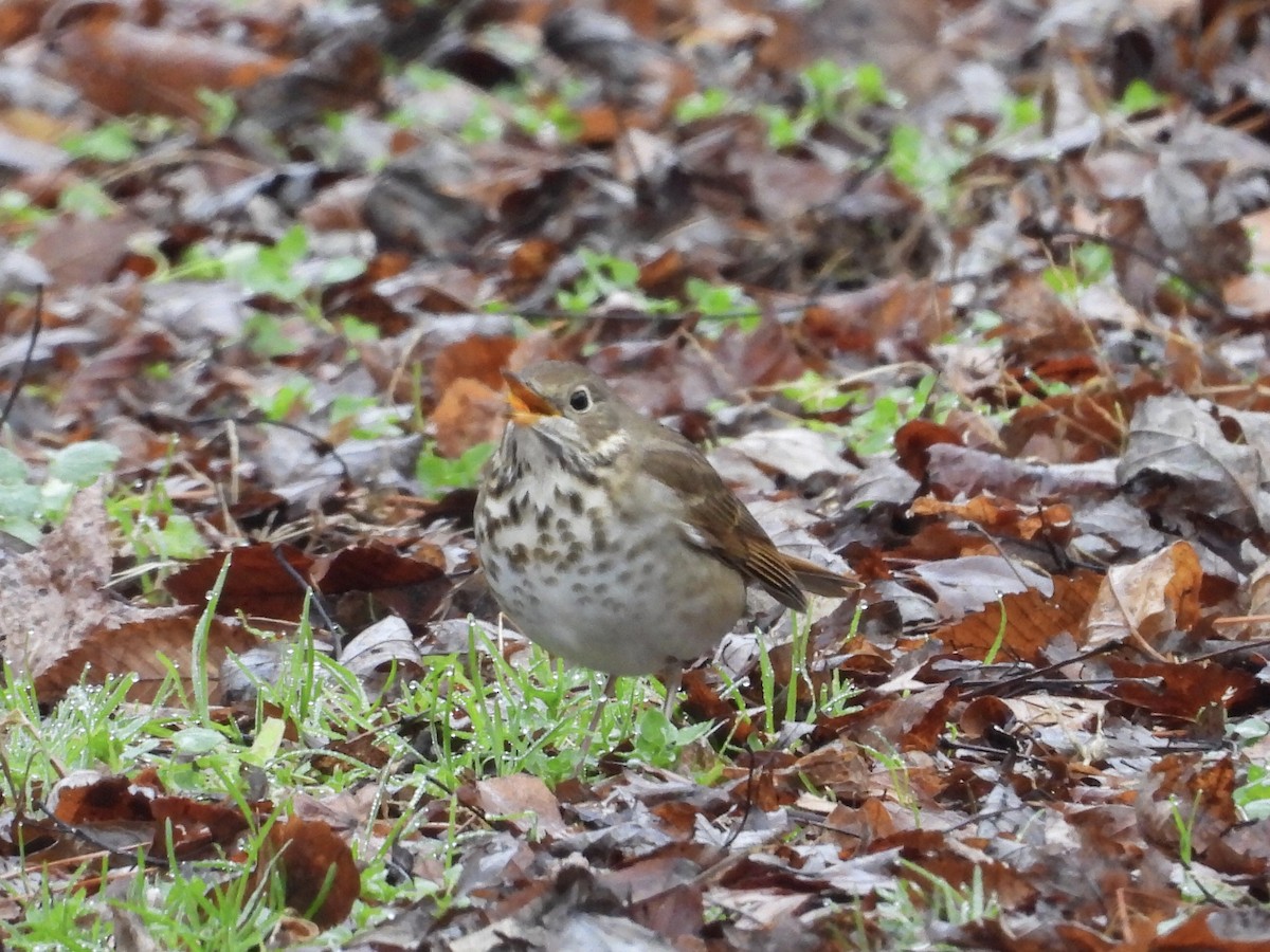 Hermit Thrush - ML514046321