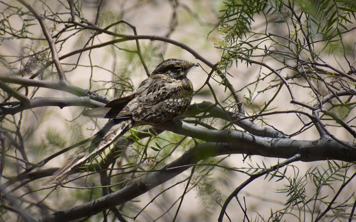 Scissor-tailed Nightjar - ML514047751