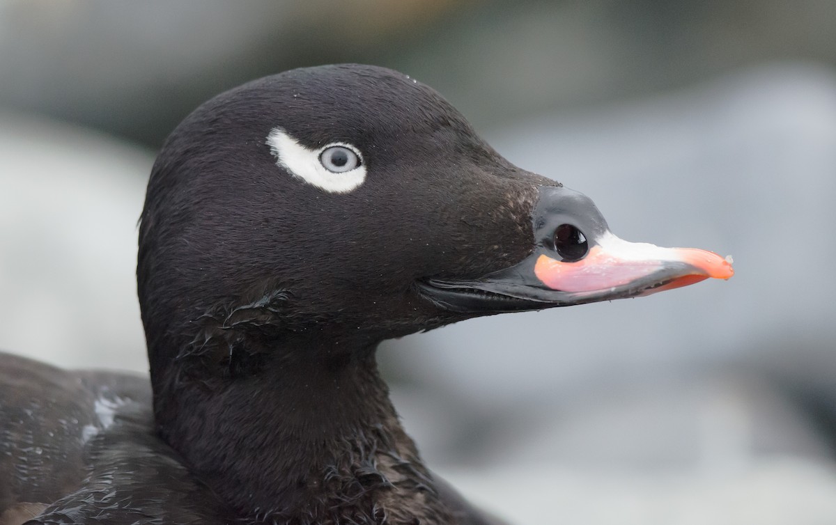 White-winged Scoter - ML51404961