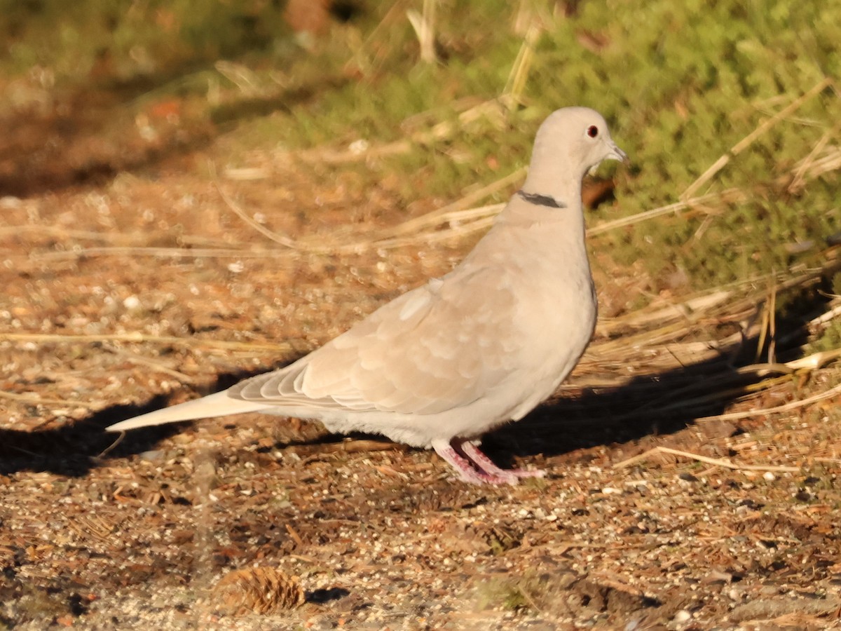 Eurasian Collared-Dove - Steven Hemenway