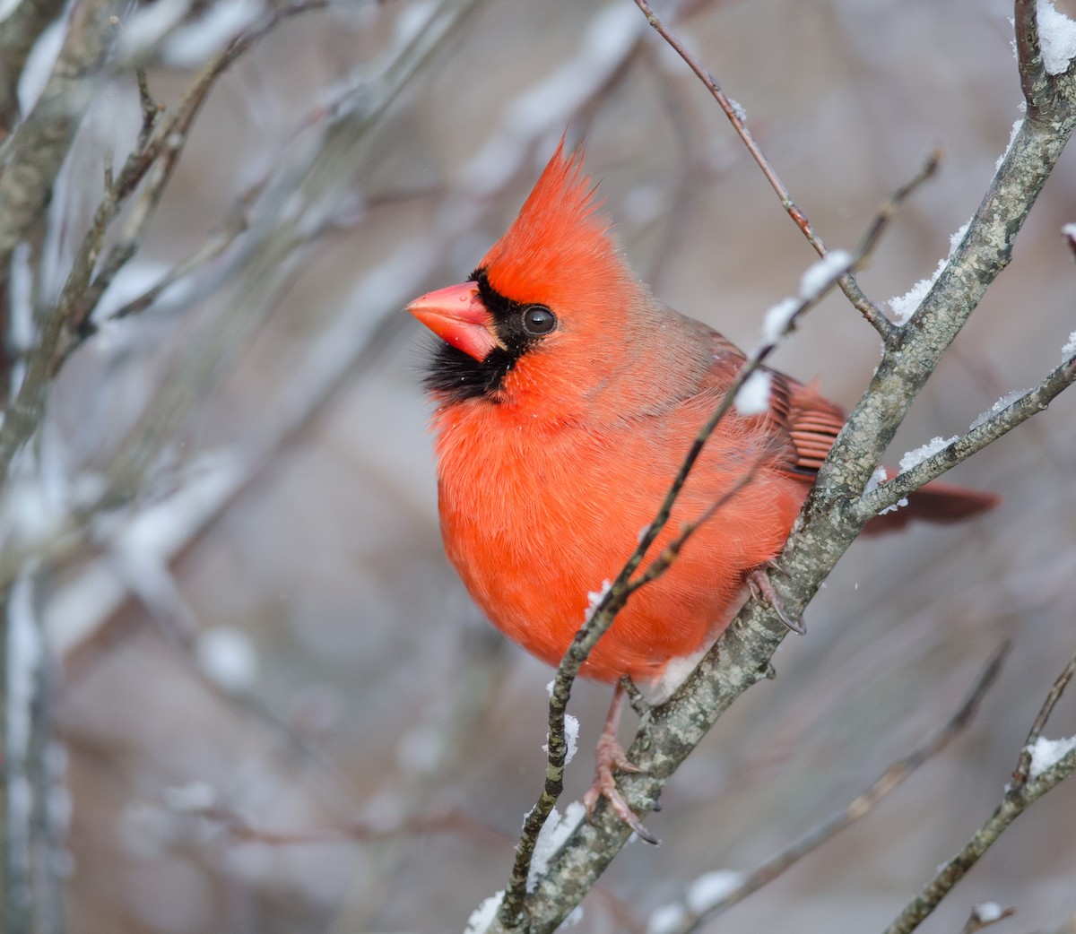 Northern Cardinal - ML51405031