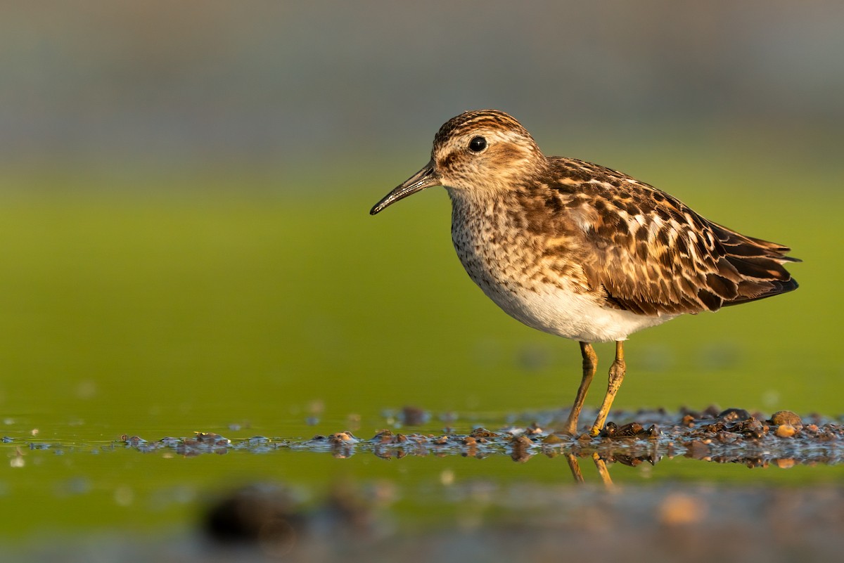 Least Sandpiper - ML514050591