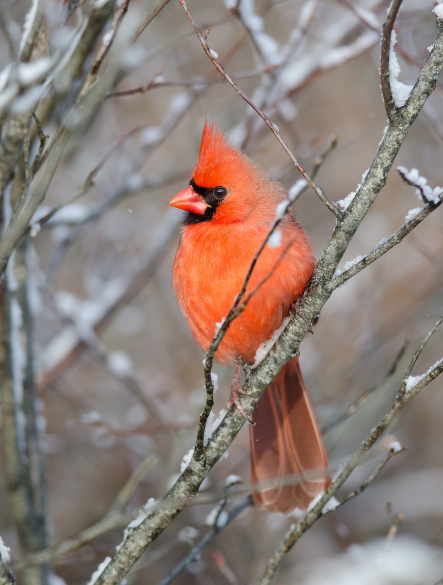 Northern Cardinal - ML51405061