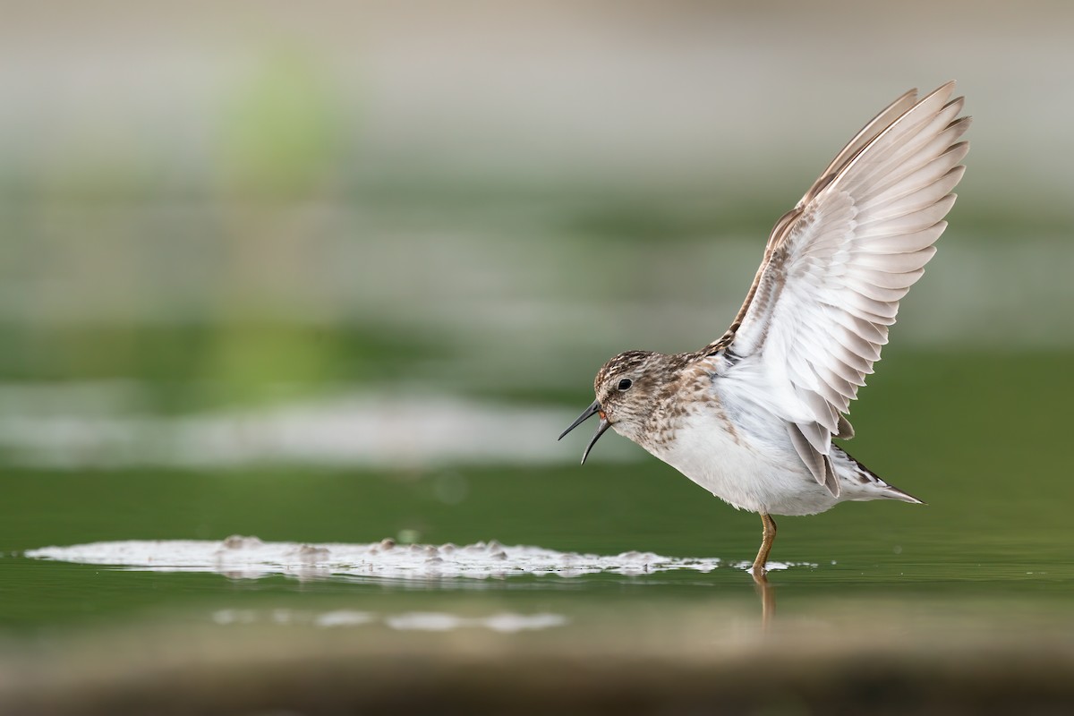 pygmésnipe - ML514050661