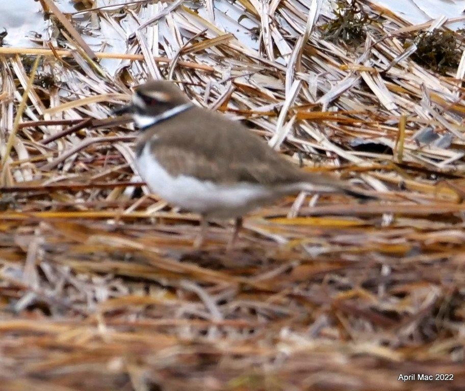 Killdeer - ML514051331