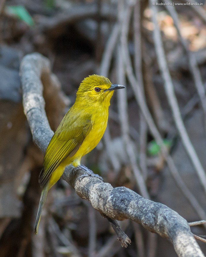 Yellow-browed Bulbul - Rudraksha Chodankar